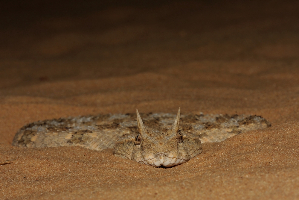 Wüsten-Sandviper (Cerastes cerastes)