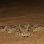 Wüsten-Sandviper (Cerastes cerastes)