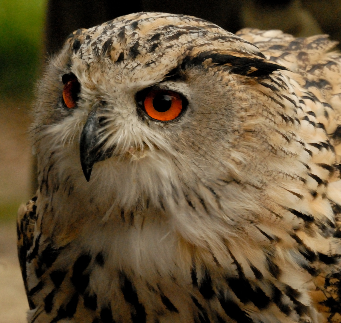 Wüsten-Uhu - Hochwildschutzpark Hunsrück Rheinböllen