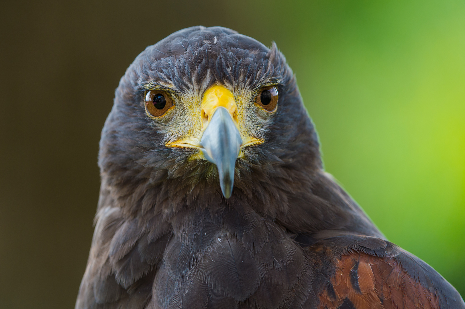 Wuestenadler, Bussard