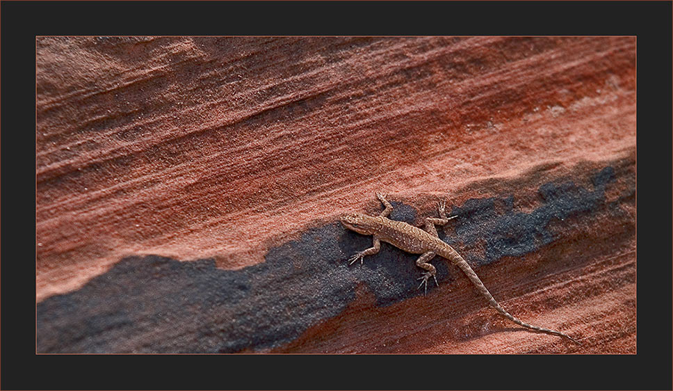 Wüstenbewohner in Arizona