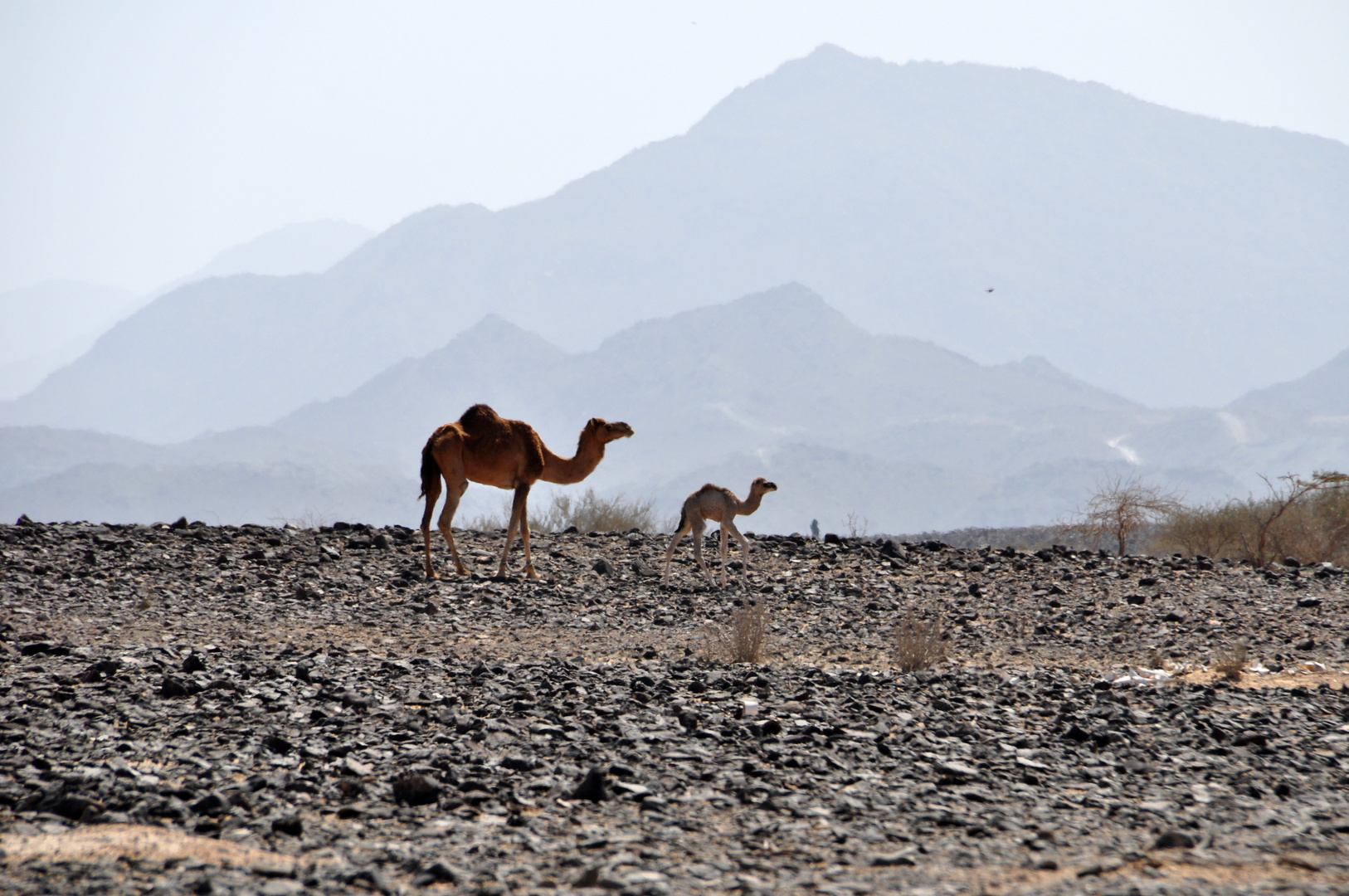 Wüstenbewohner in Fujairah