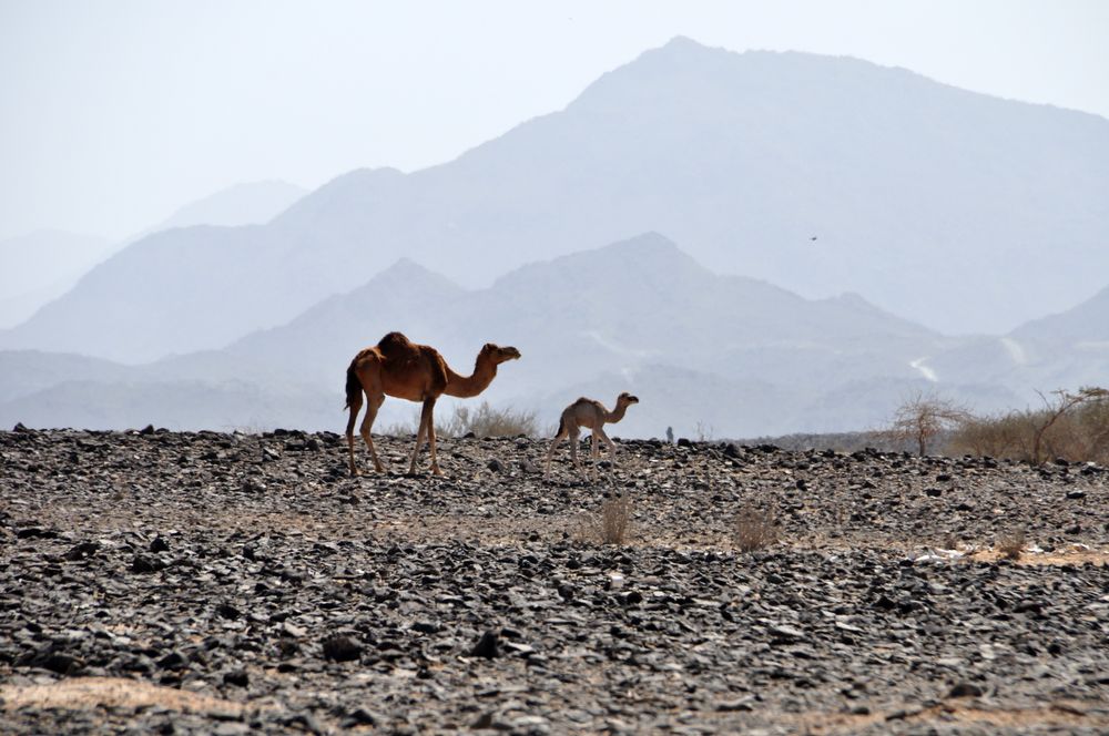 Wüstenbewohner in Fujairah von WernerAndrea 