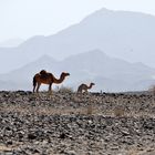 Wüstenbewohner in Fujairah