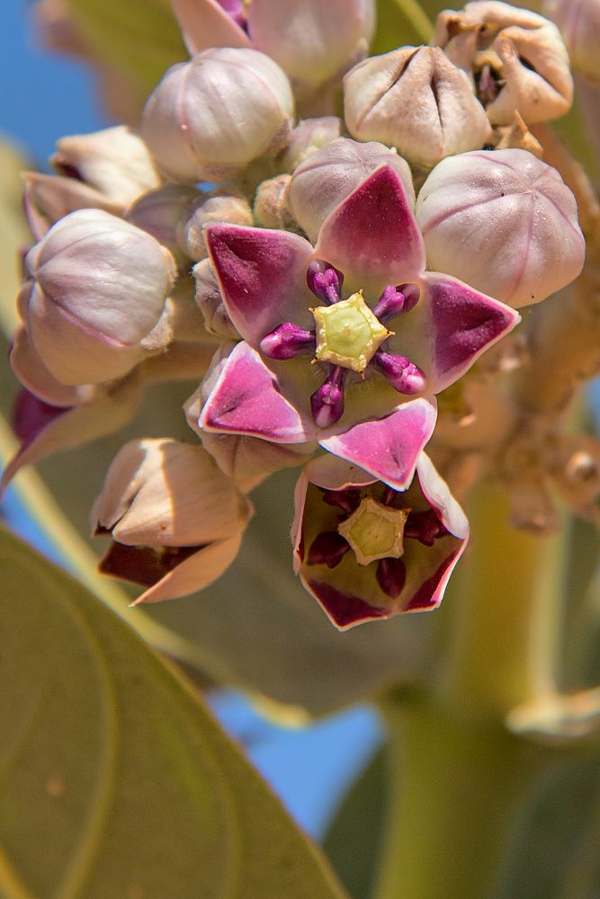 Wüstenblüte