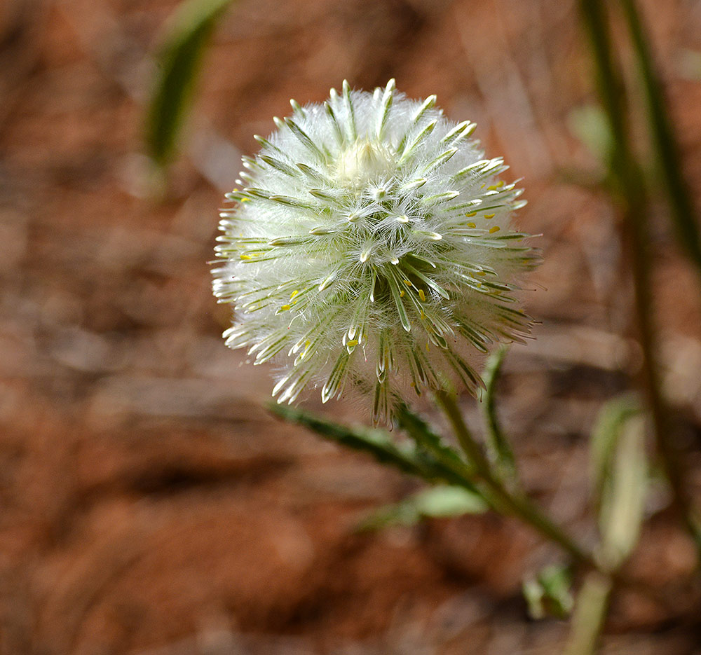 wüsten.blume