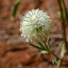 wüsten.blume