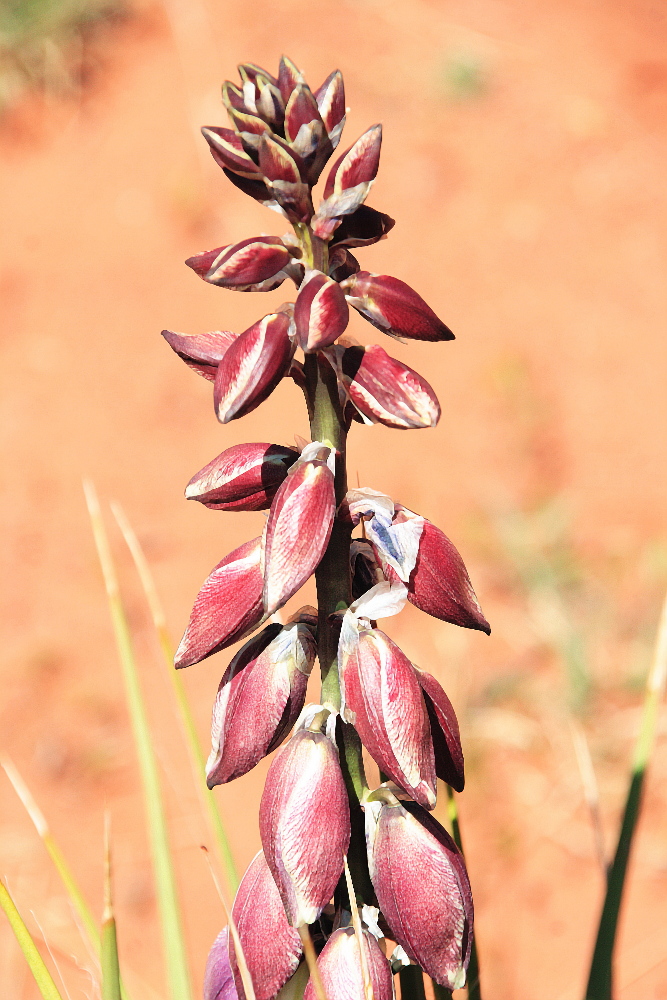 Wüstenblume