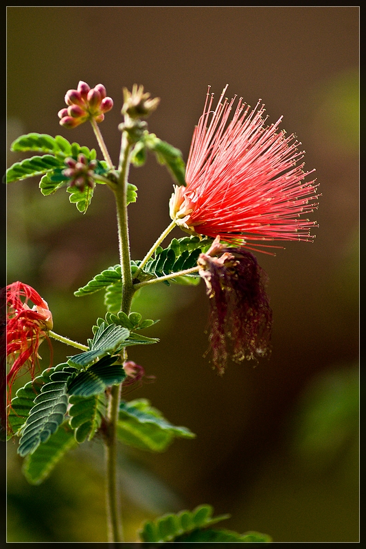 Wüstenblume