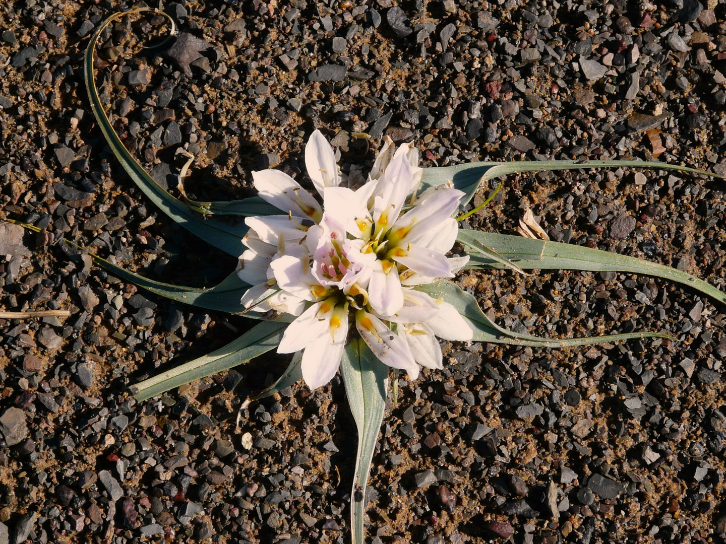 Wüstenblume