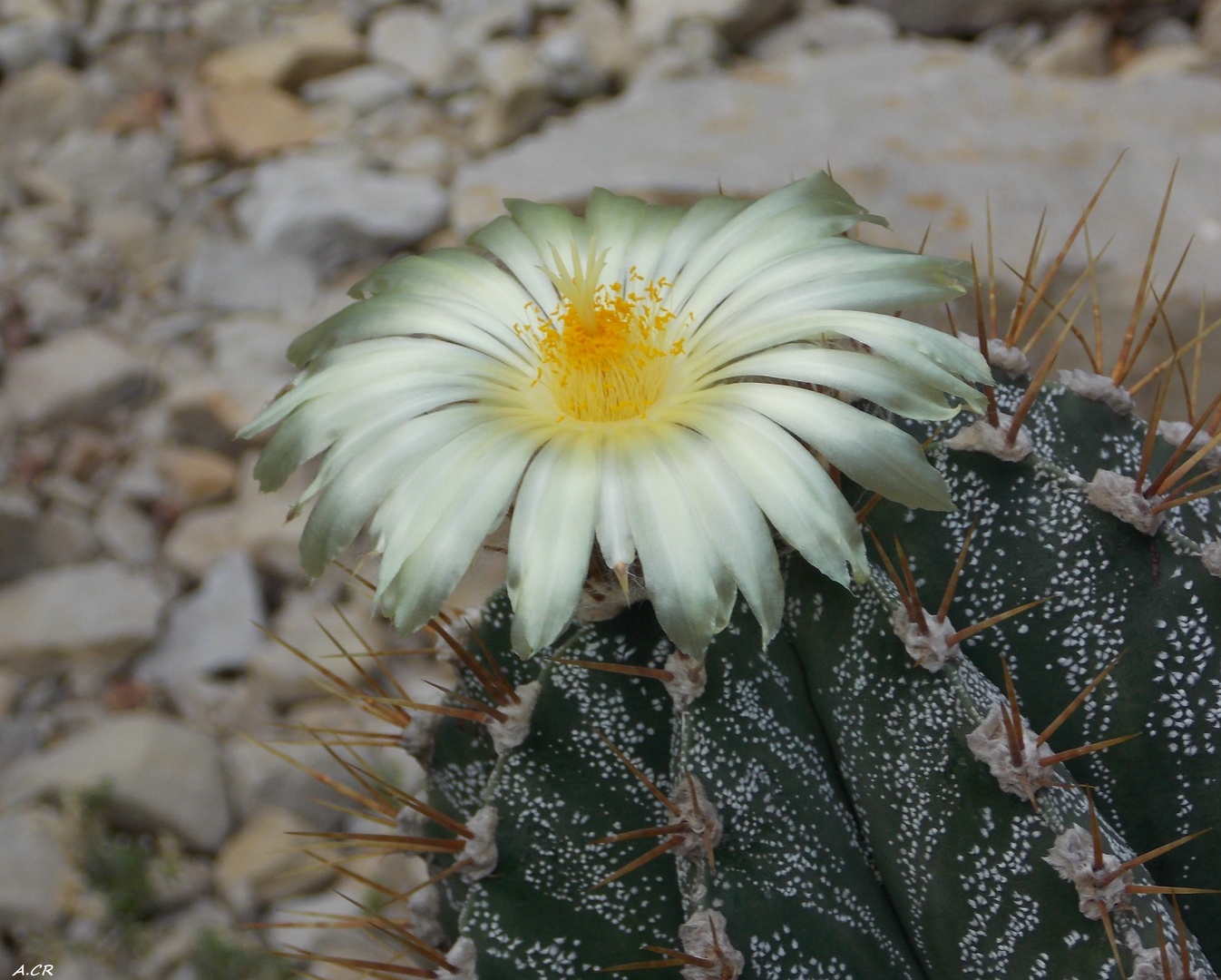 Wüstenblume