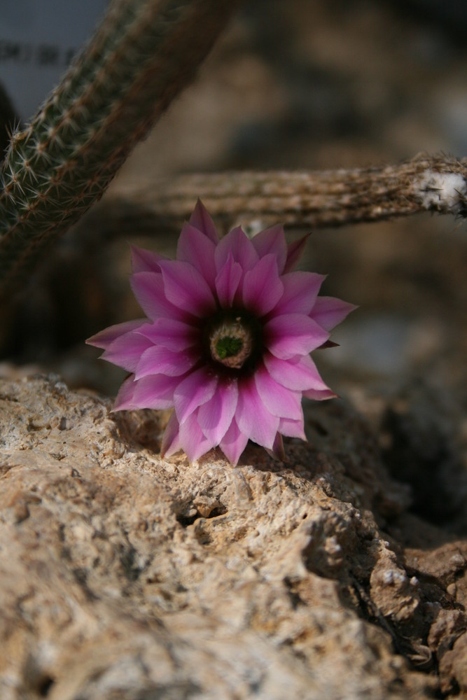 WüstenBlume