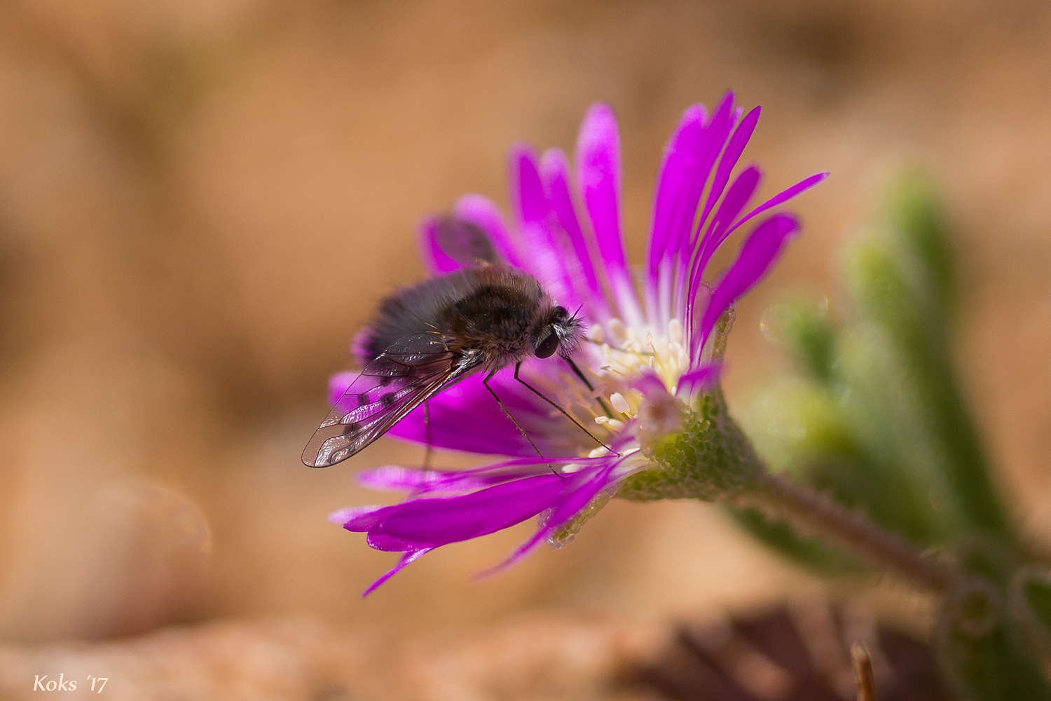 Wüstenblume