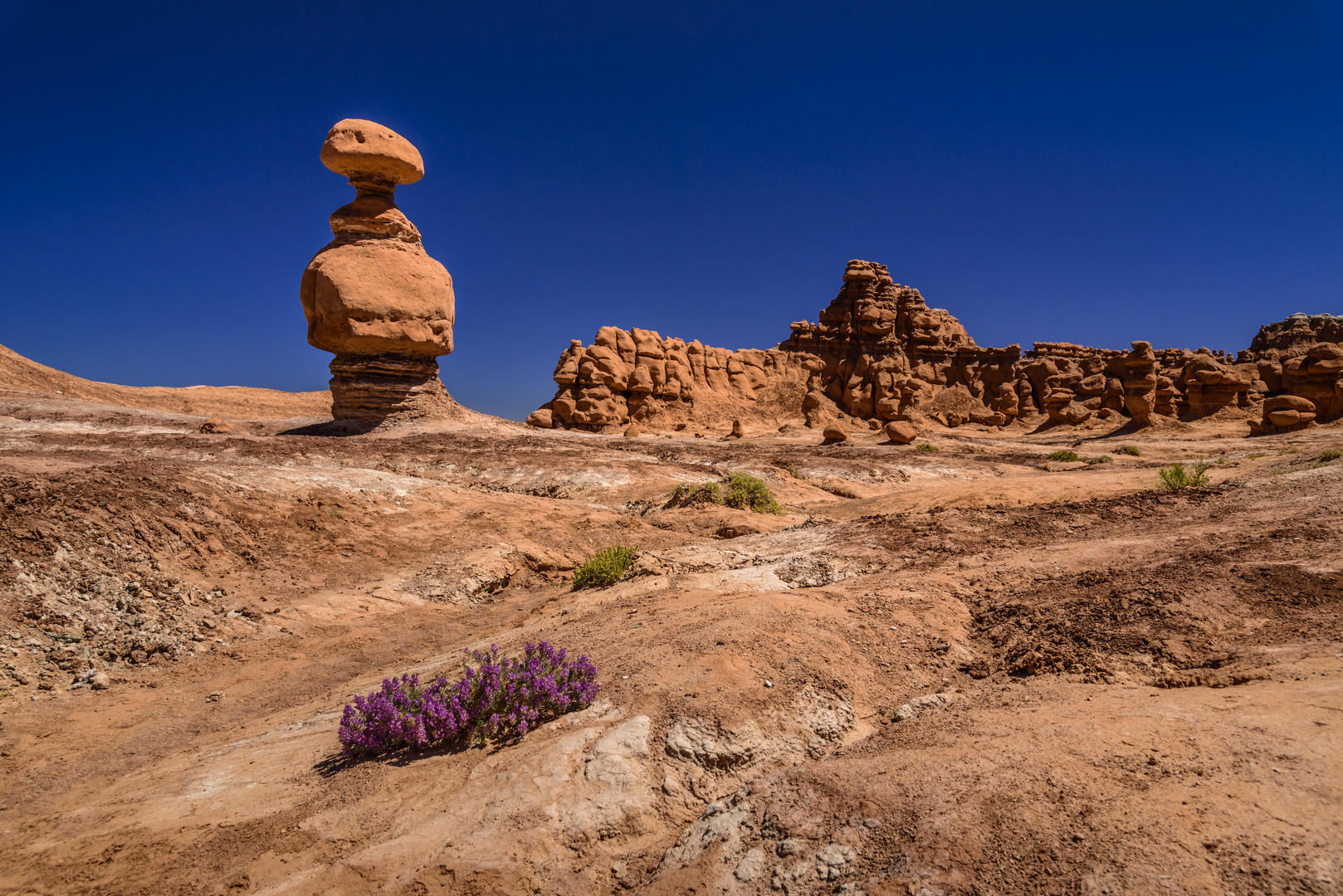 Wüstenblumen, Goblin Valley, Utah, USA