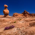 Wüstenblumen, Goblin Valley, Utah, USA