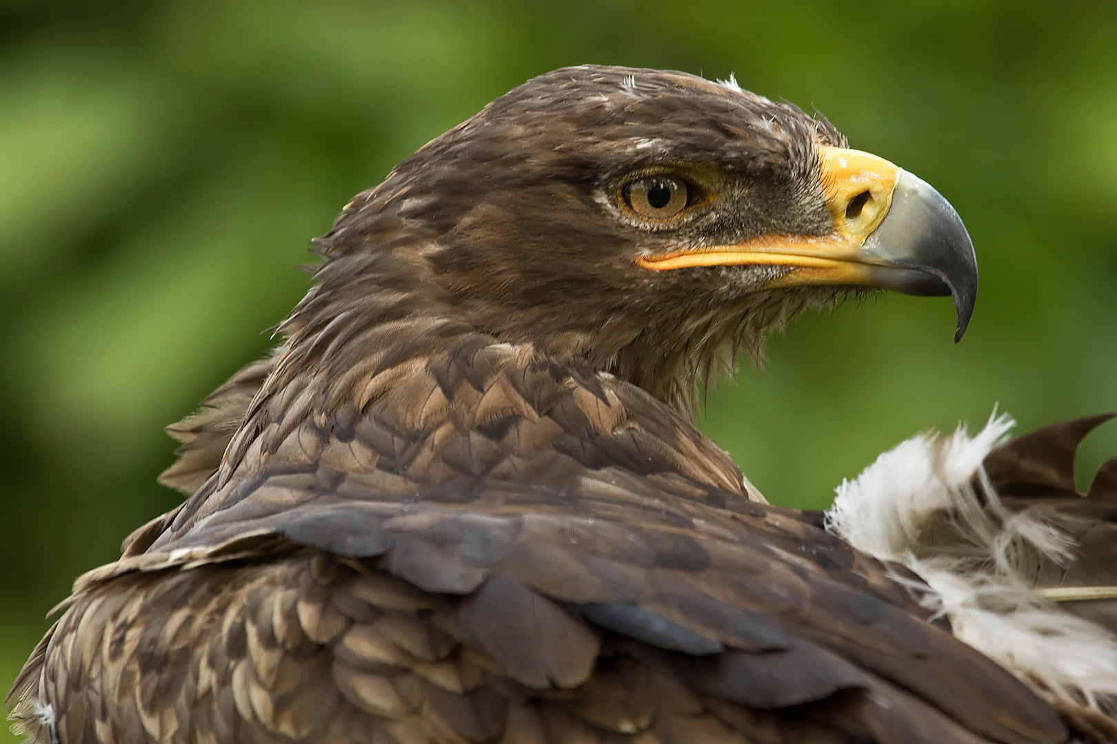 Wüstenbussard 003