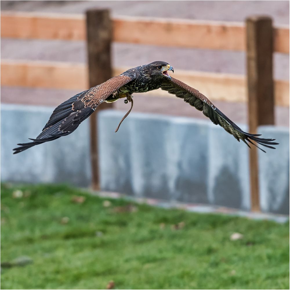 Wüstenbussard