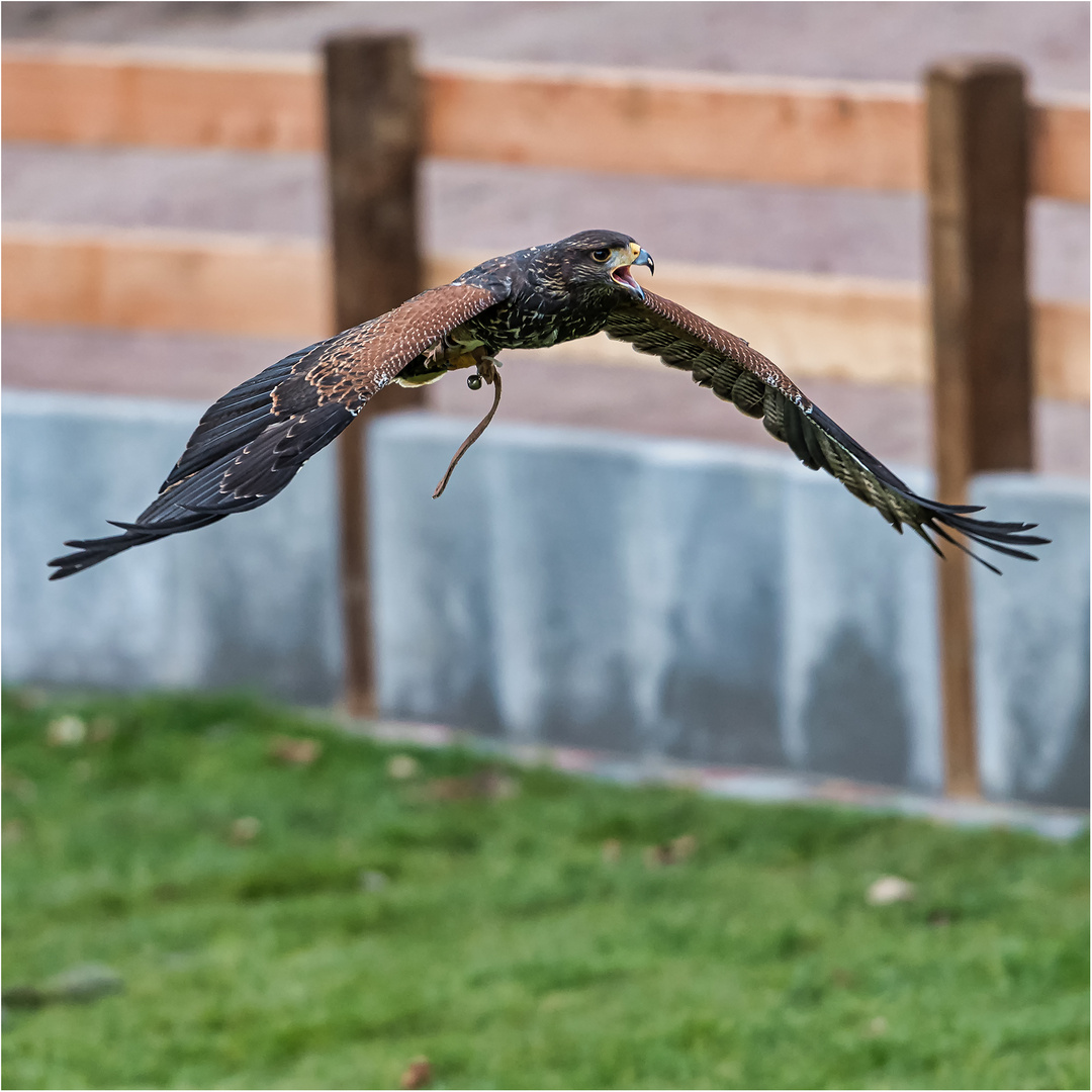 Wüstenbussard