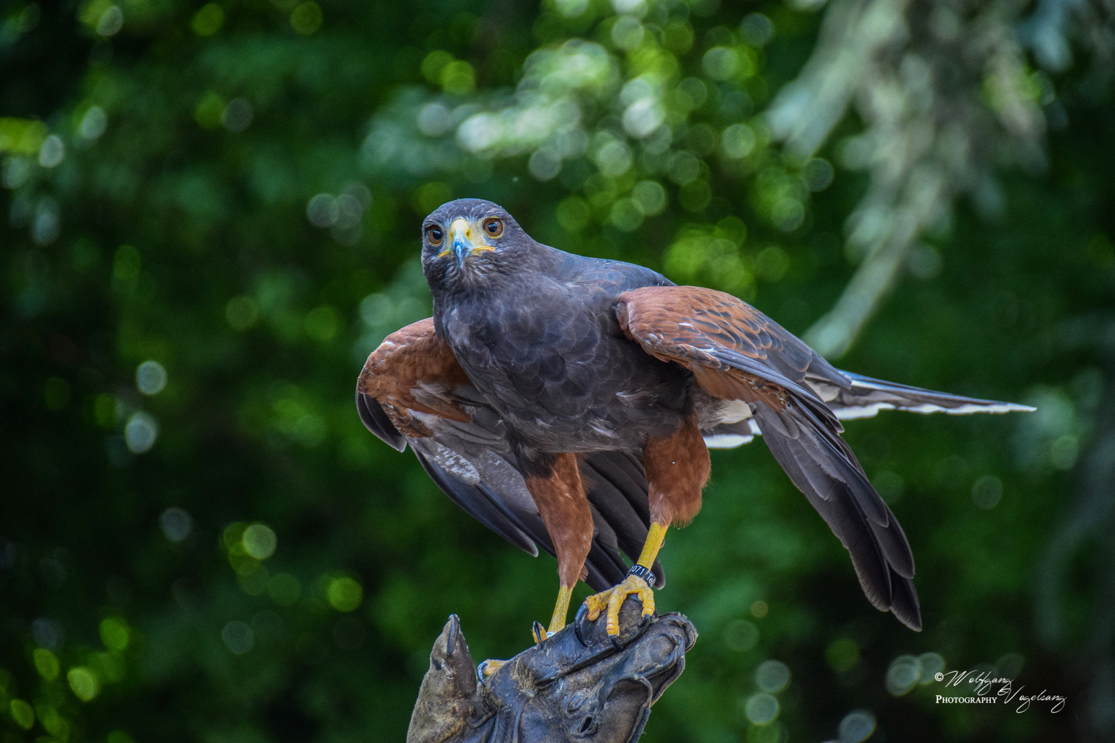 Wüstenbussard