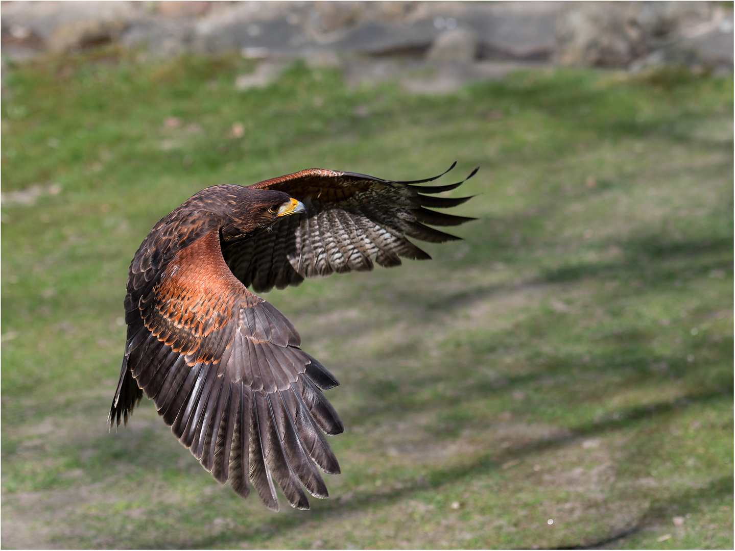 Wüstenbussard