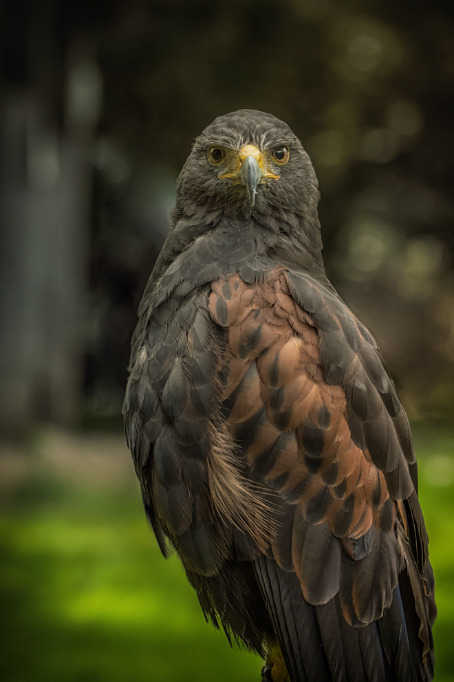 Wüstenbussard