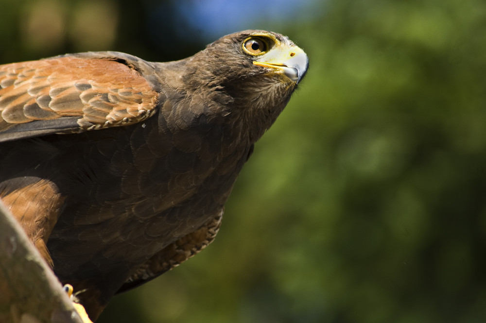 Wüstenbussard