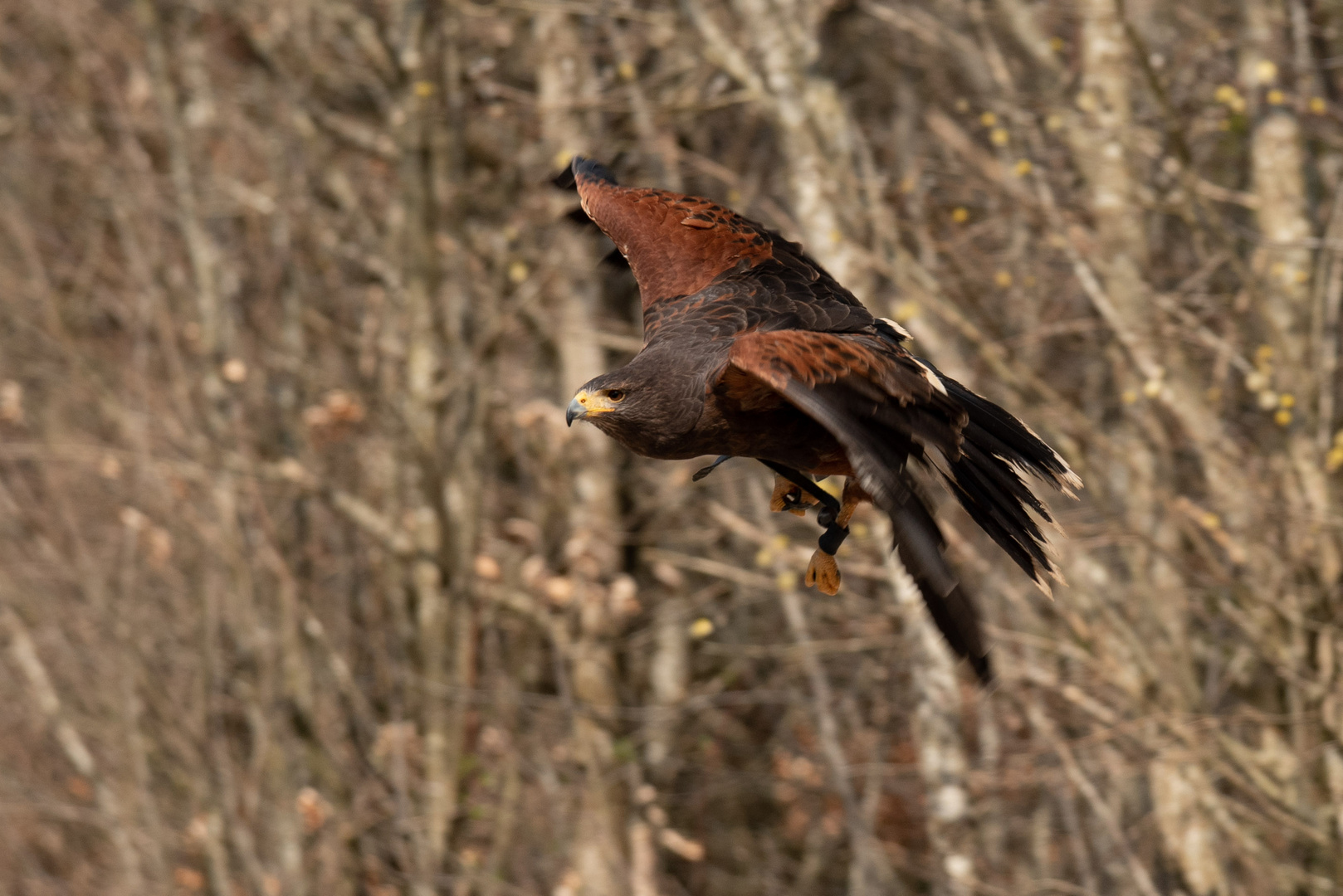 Wüstenbussard