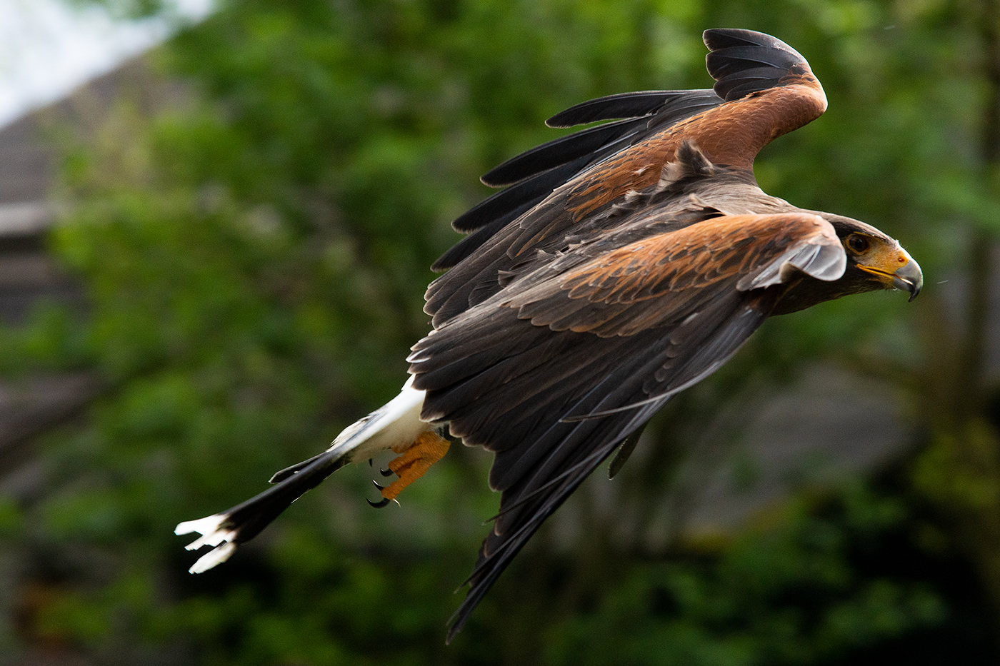 Wüstenbussard