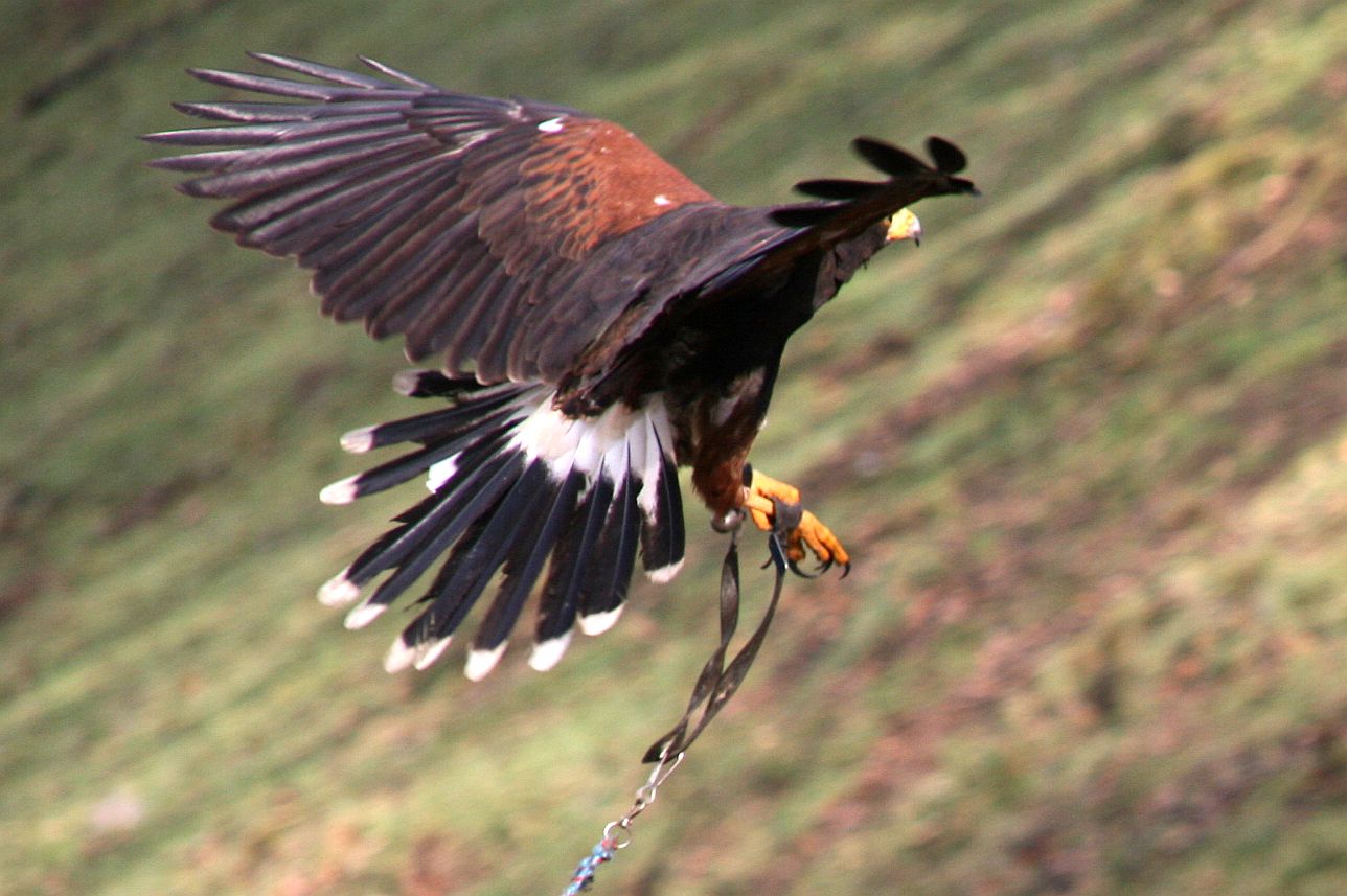 Wüstenbussard