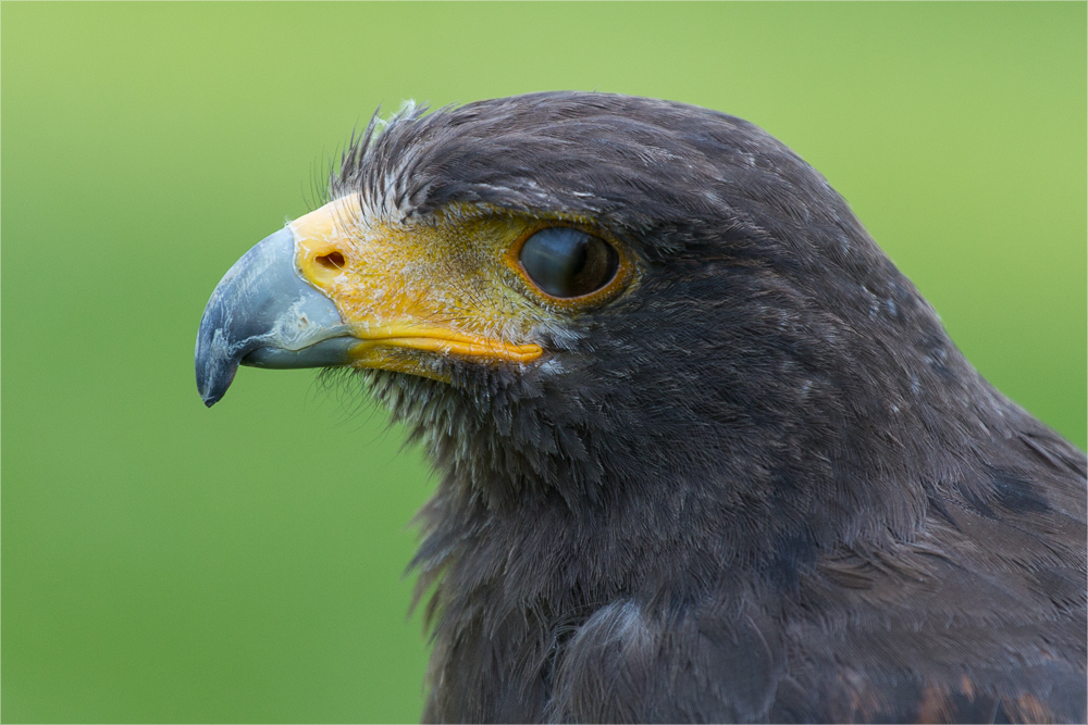 Wüstenbussard