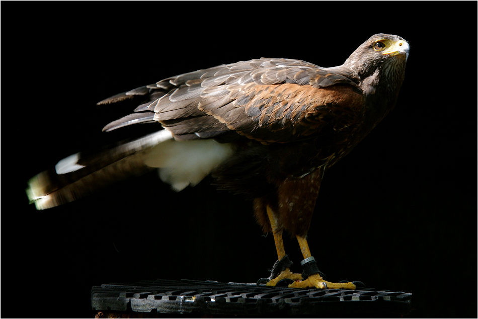 Wüstenbussard