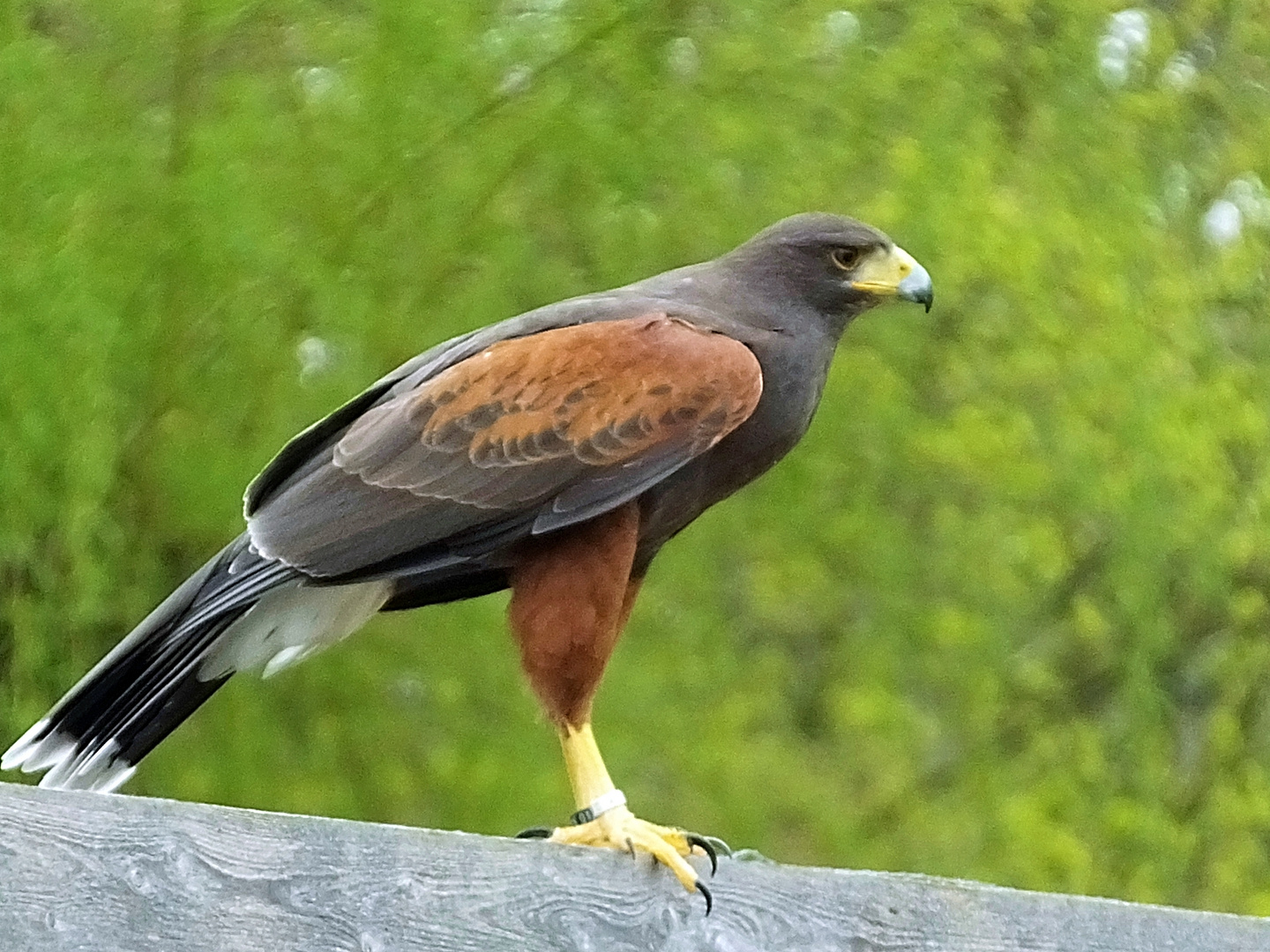 Wüstenbussard