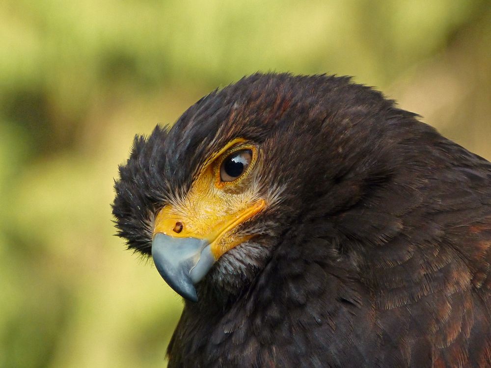 Wüstenbussard