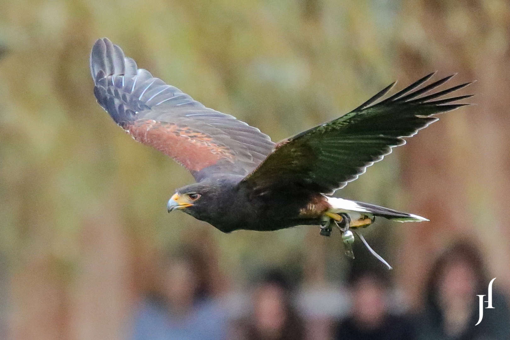 Wüstenbussard