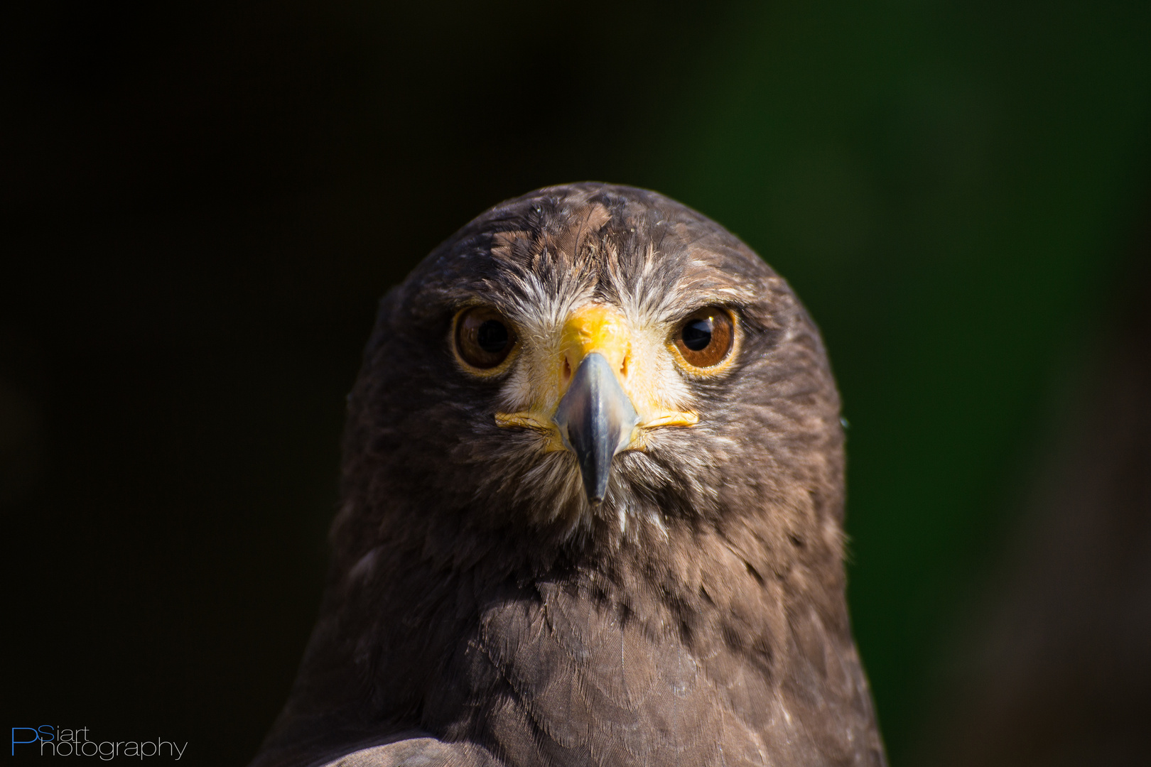 Wüstenbussard