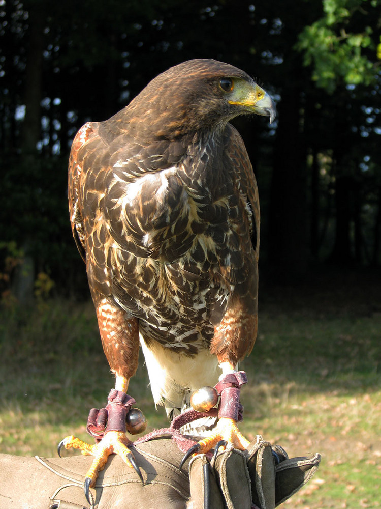 Wüstenbussard 2