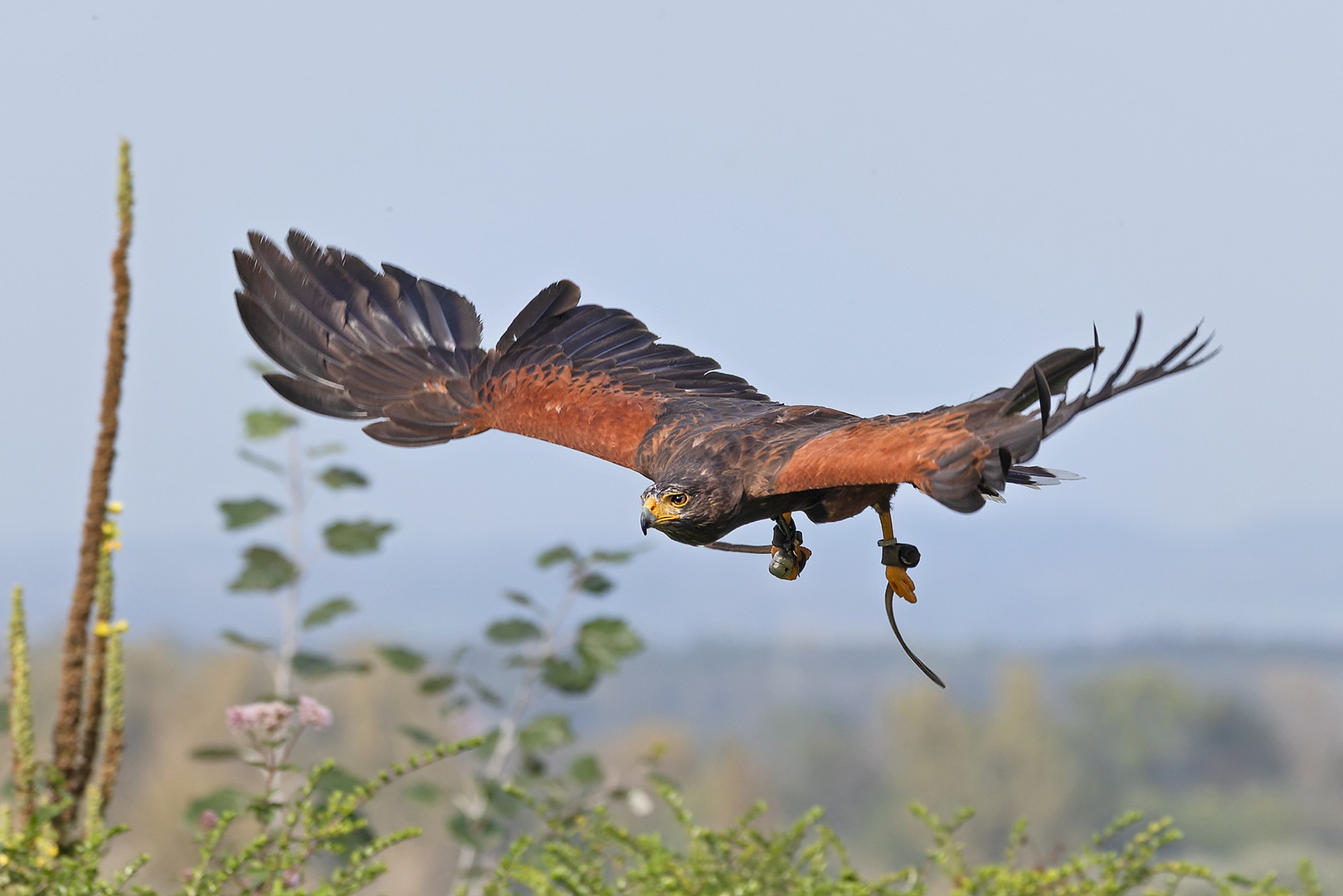 Wüstenbussard 2