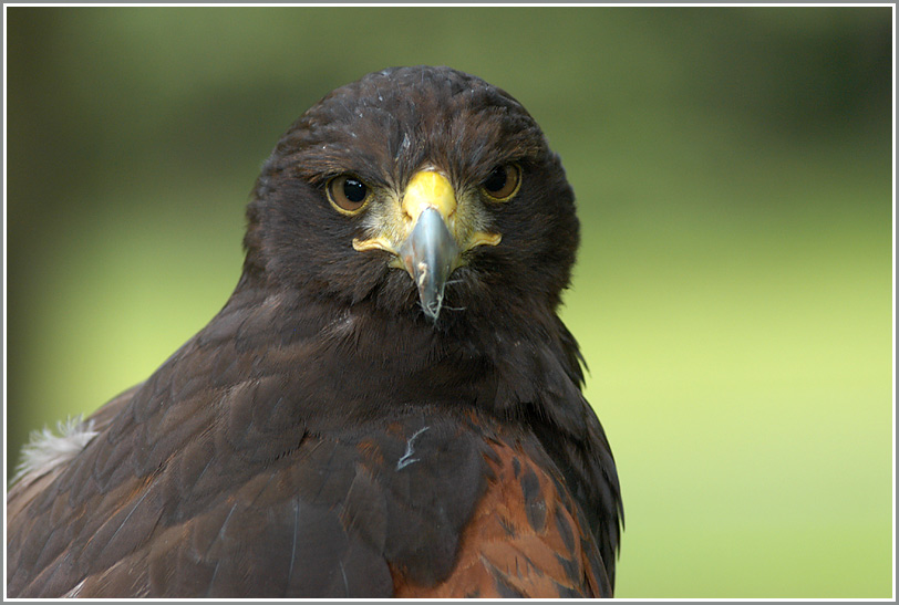 Wüstenbussard