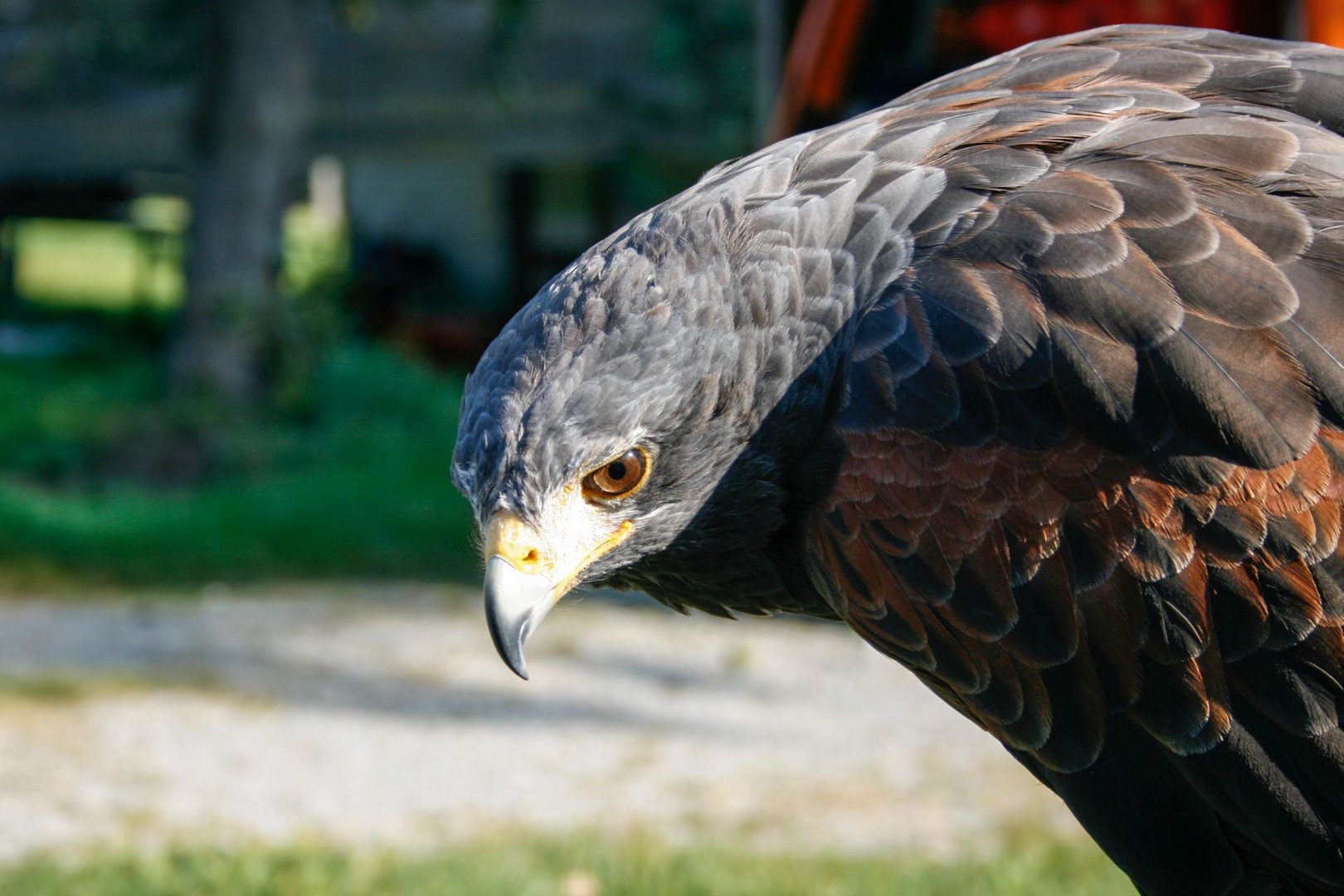 Wüstenbussard