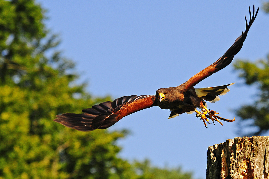 Wüstenbussard