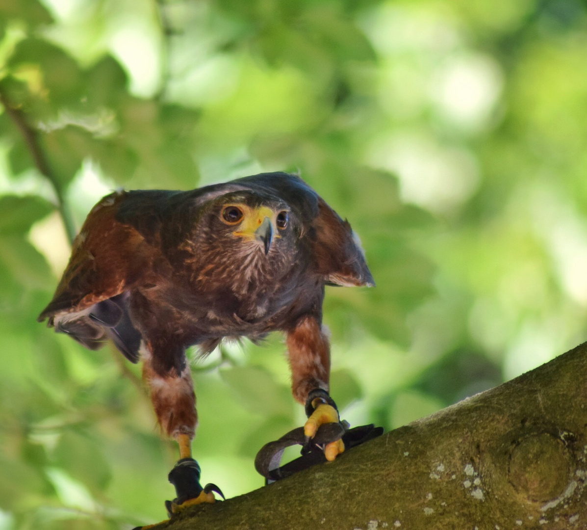 Wüstenbussard