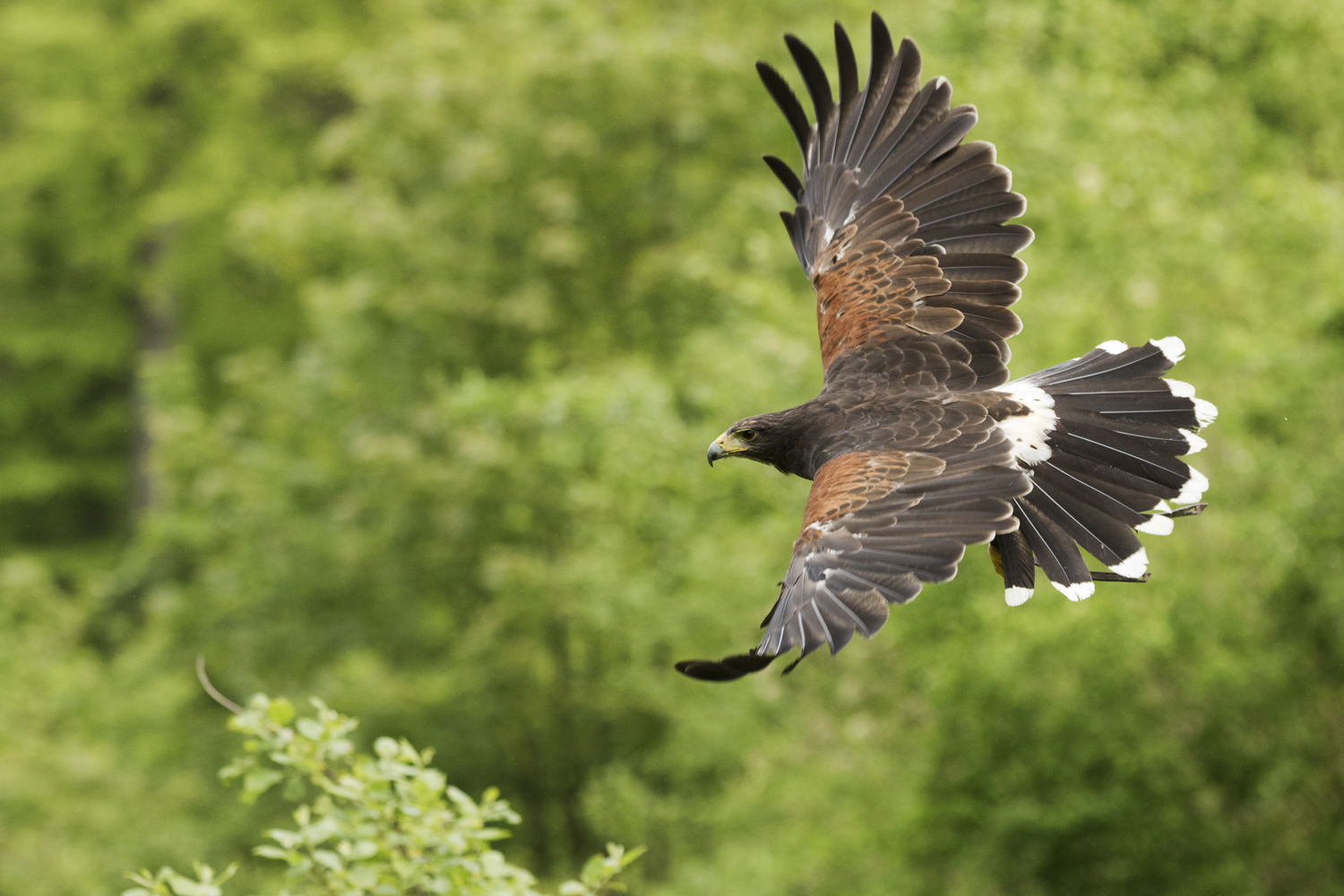 Wüstenbussard