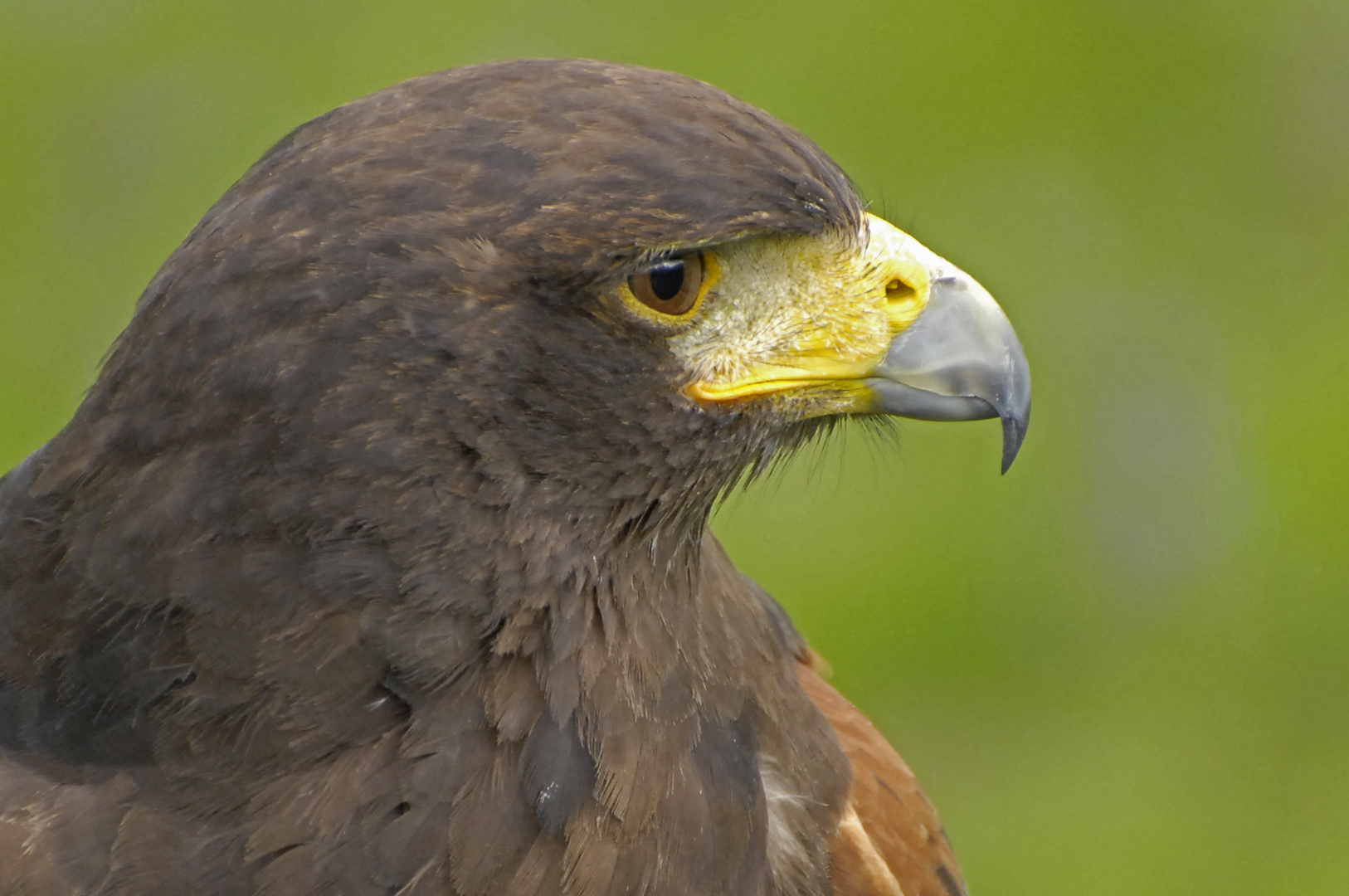 Wüstenbussard