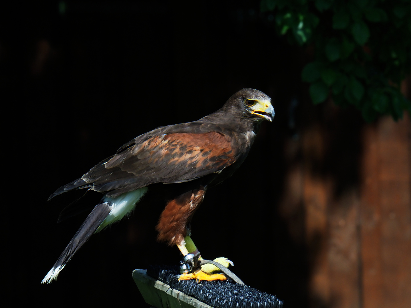 Wüstenbussard