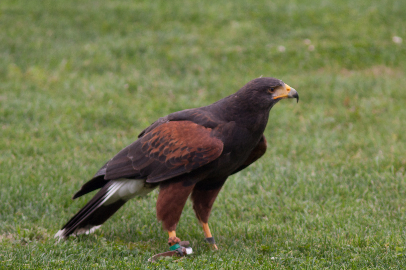 Wüstenbussard 3