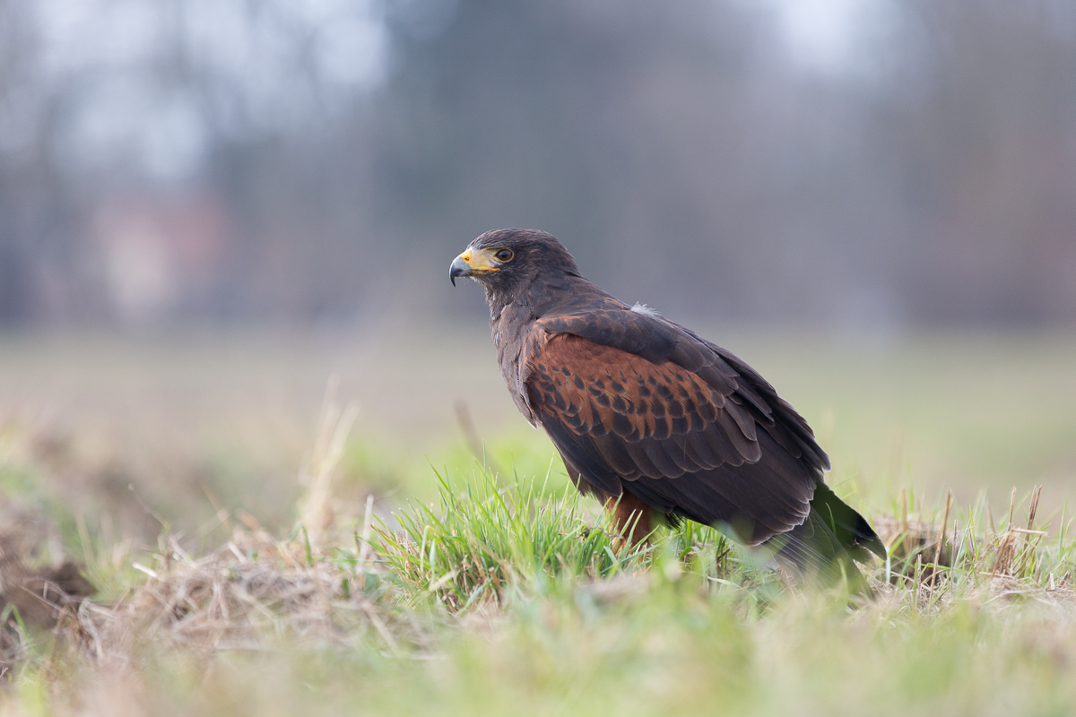 Wüstenbussard