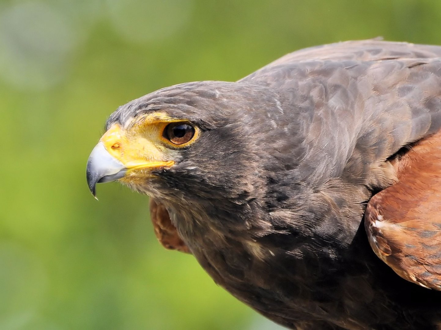 Wüstenbussard