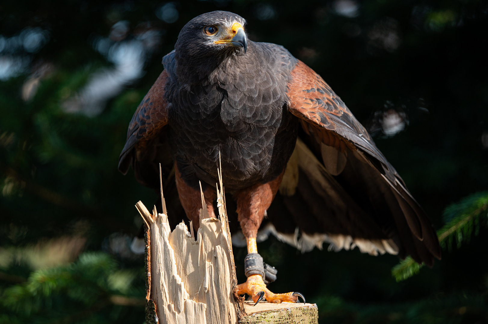 Wüstenbussard