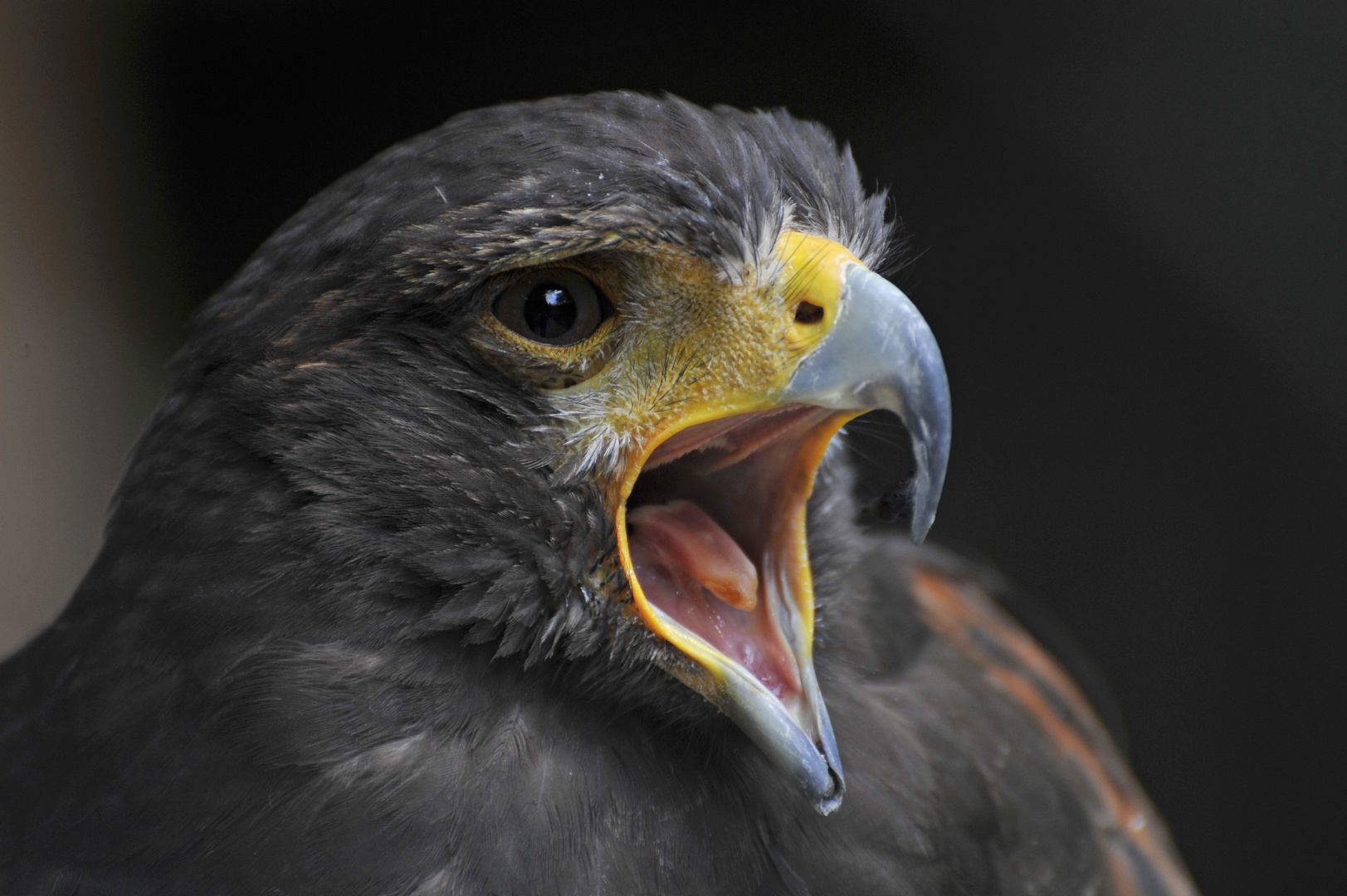 Wüstenbussard