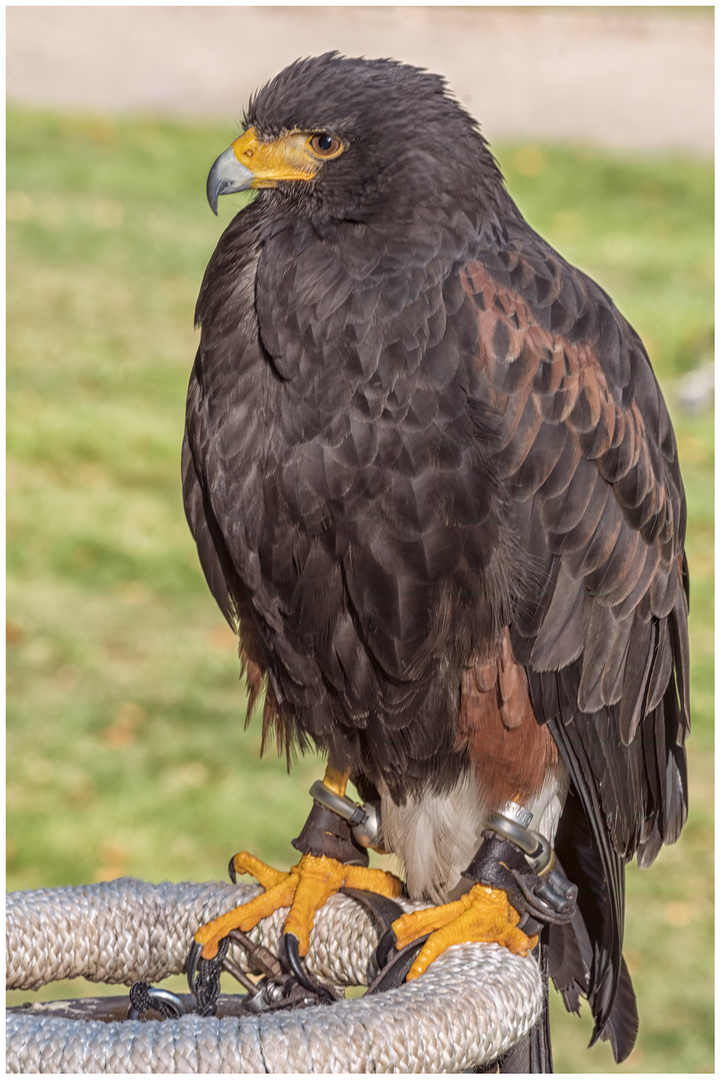 Wüstenbussard